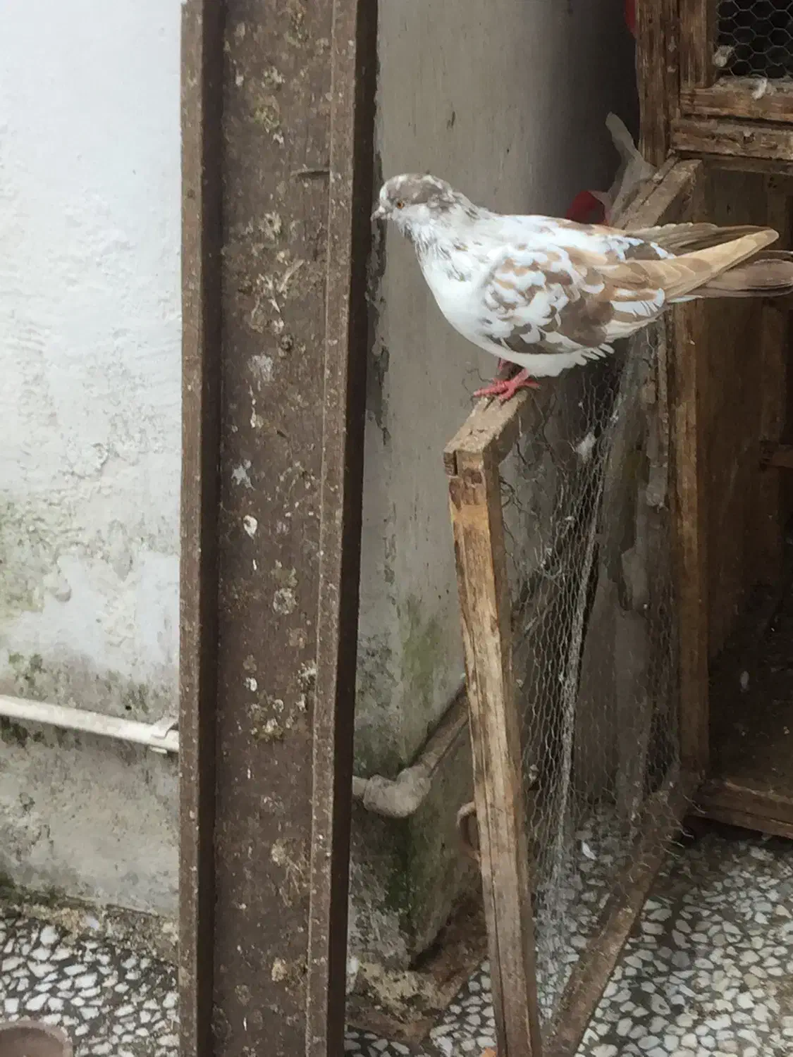 کبوتر غریب|پرنده|رشت, توشیبا|دیوار