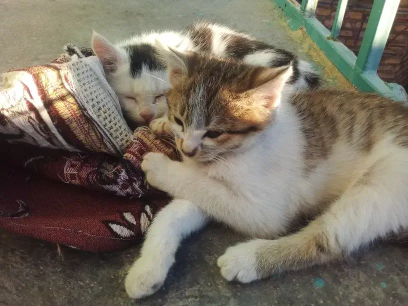 گربه|گربه|ایجرود, |دیوار