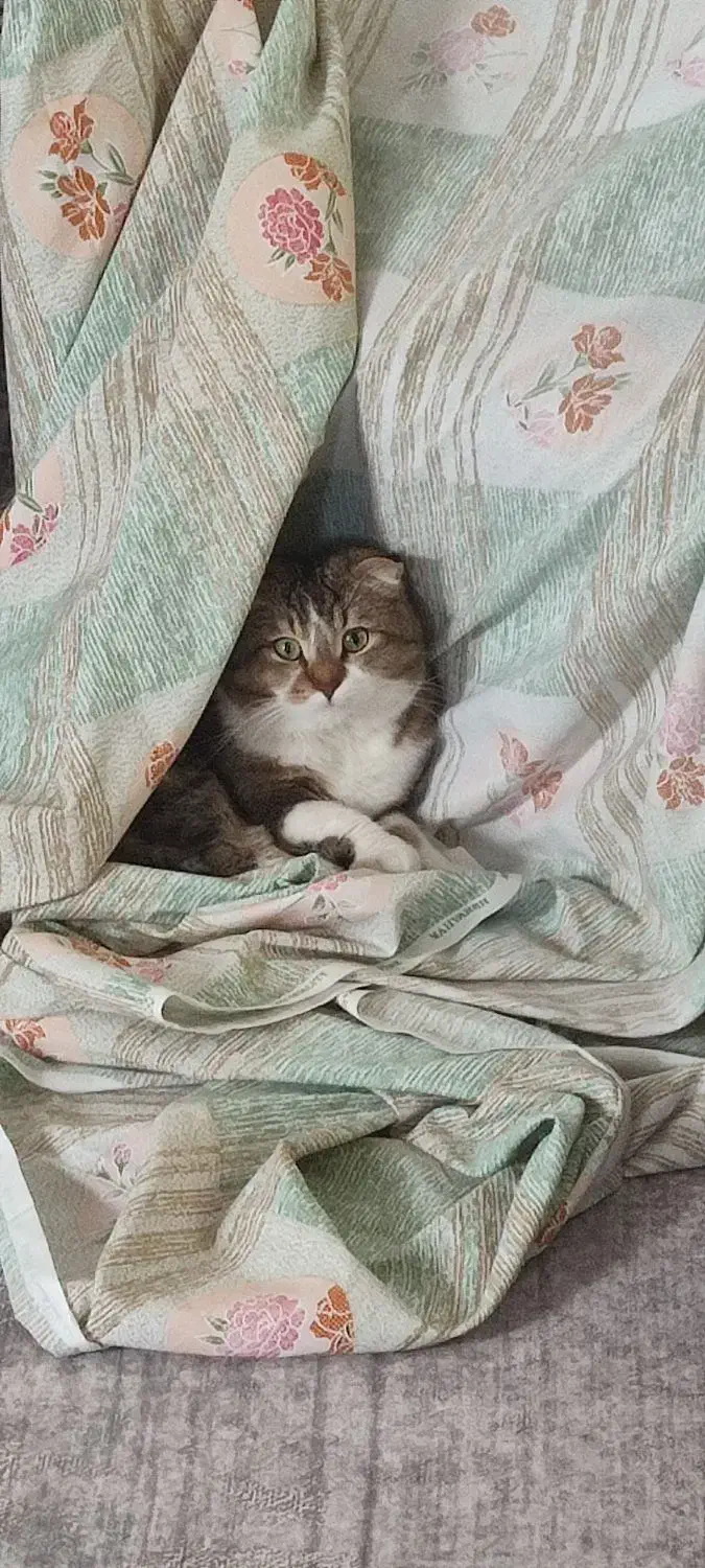 گربه اسکاتیش دبل فولد|گربه|صدرا-فارس, فاز ۲|دیوار