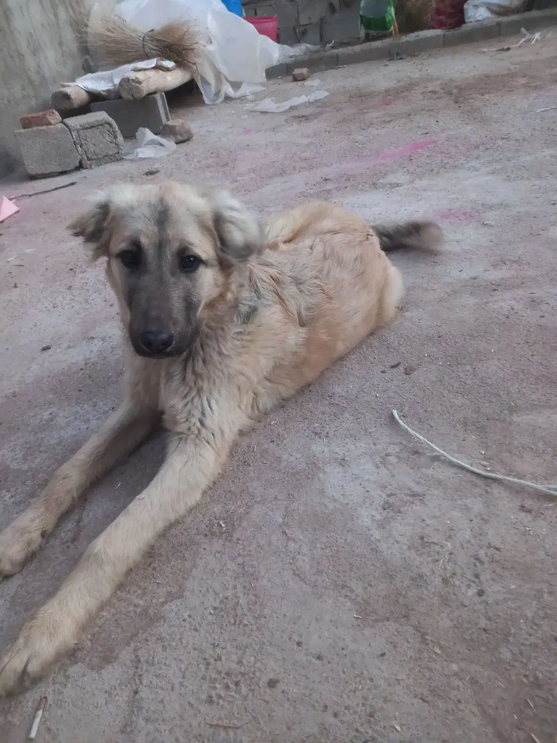 توله سرابی نر|سگ|مراغه, |دیوار