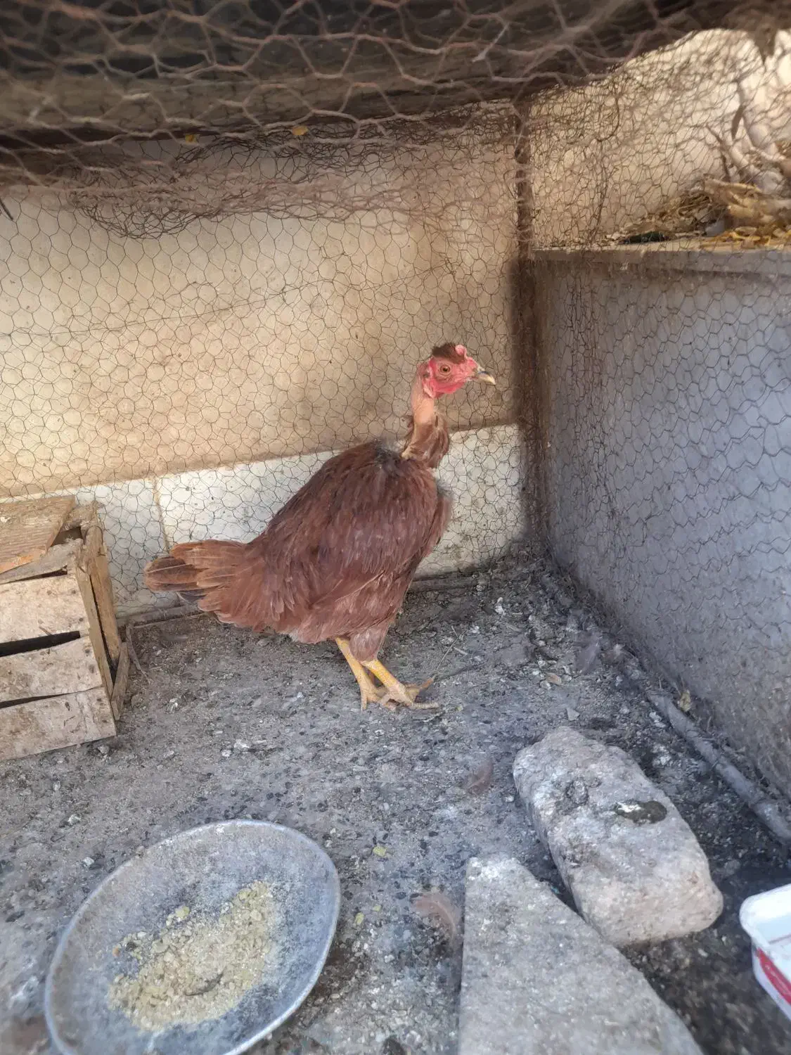 مرغ محلی گردن غاز جوان|حیوانات مزرعه|کرمان, |دیوار