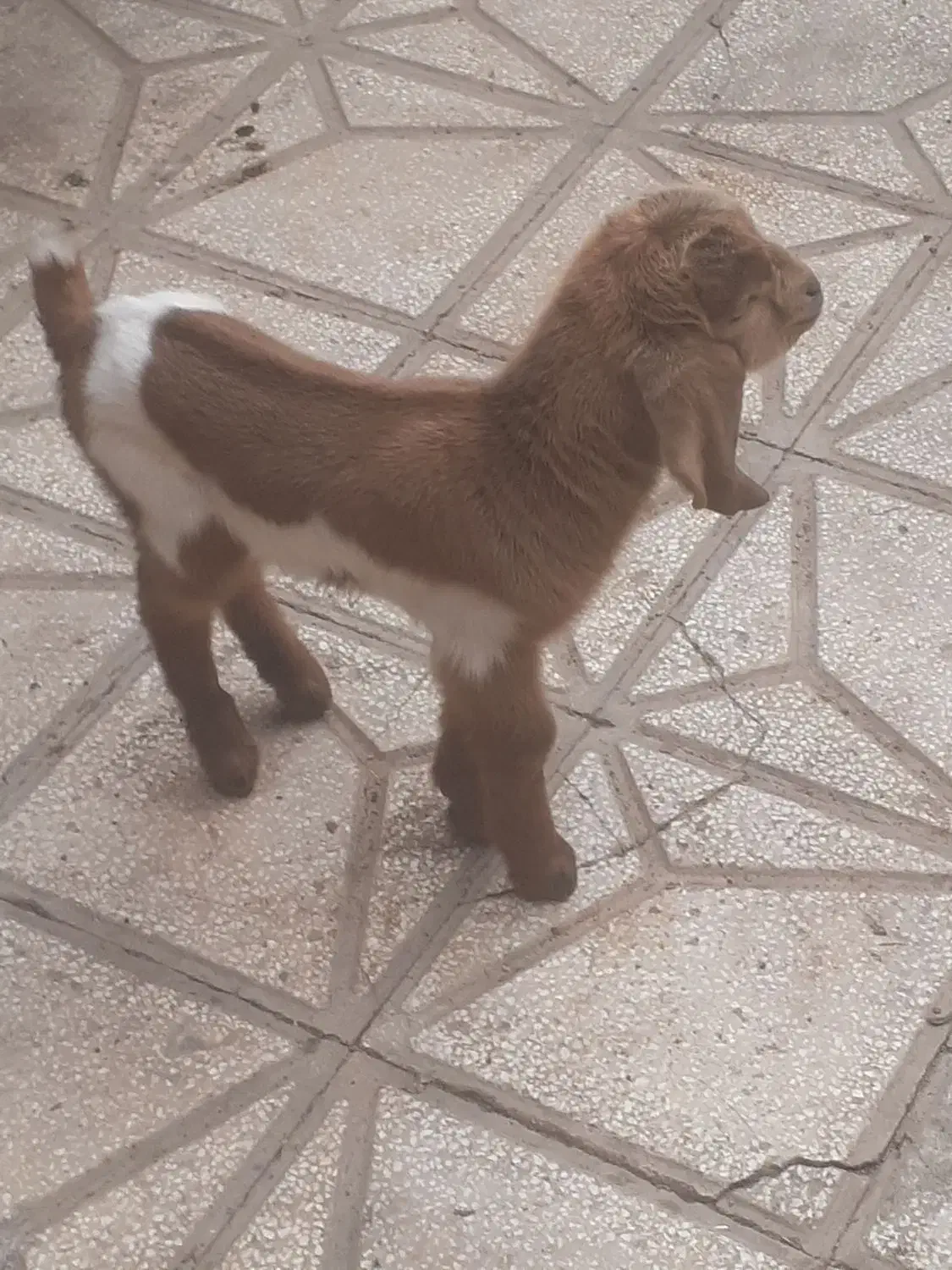 بزغاله شیری ماده سالم سرحال|حیوانات مزرعه|سبزوار, اسلام آباد|دیوار