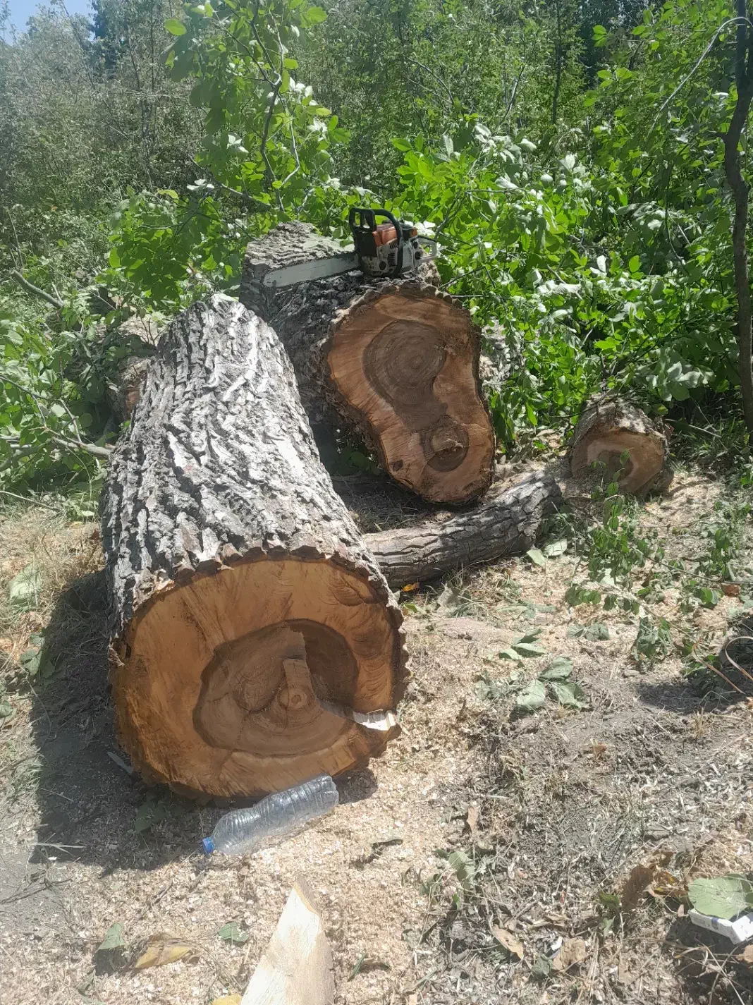 خرید چوب|خدمات باغبانی و درختکاری|بروجرد, |دیوار