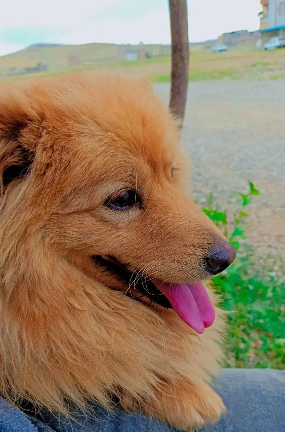 سگ خرسی پامرا|سگ|شاهین دژ, |دیوار