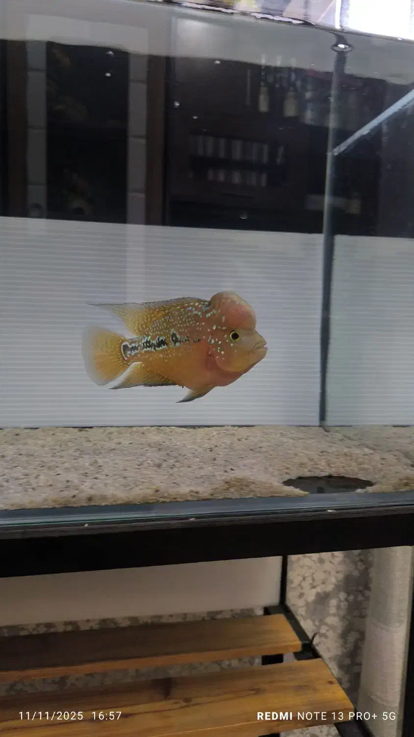 فلاور کامفا مولتی کالر اورنج نر ۱۳ . ۱۴ سانت|ماهی|تهران, خاوران|دیوار