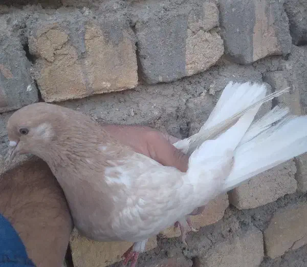 کفتر پرشی|پرنده|قم, باغ شازده|دیوار