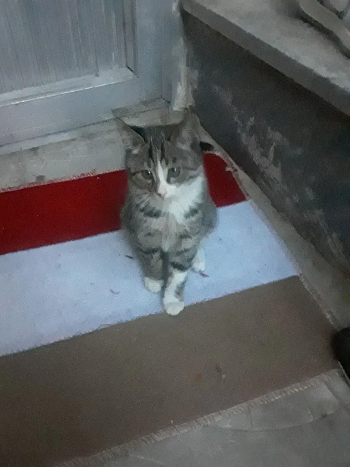 واگزاری ۲بچه گربه|گربه|تبریز, |دیوار