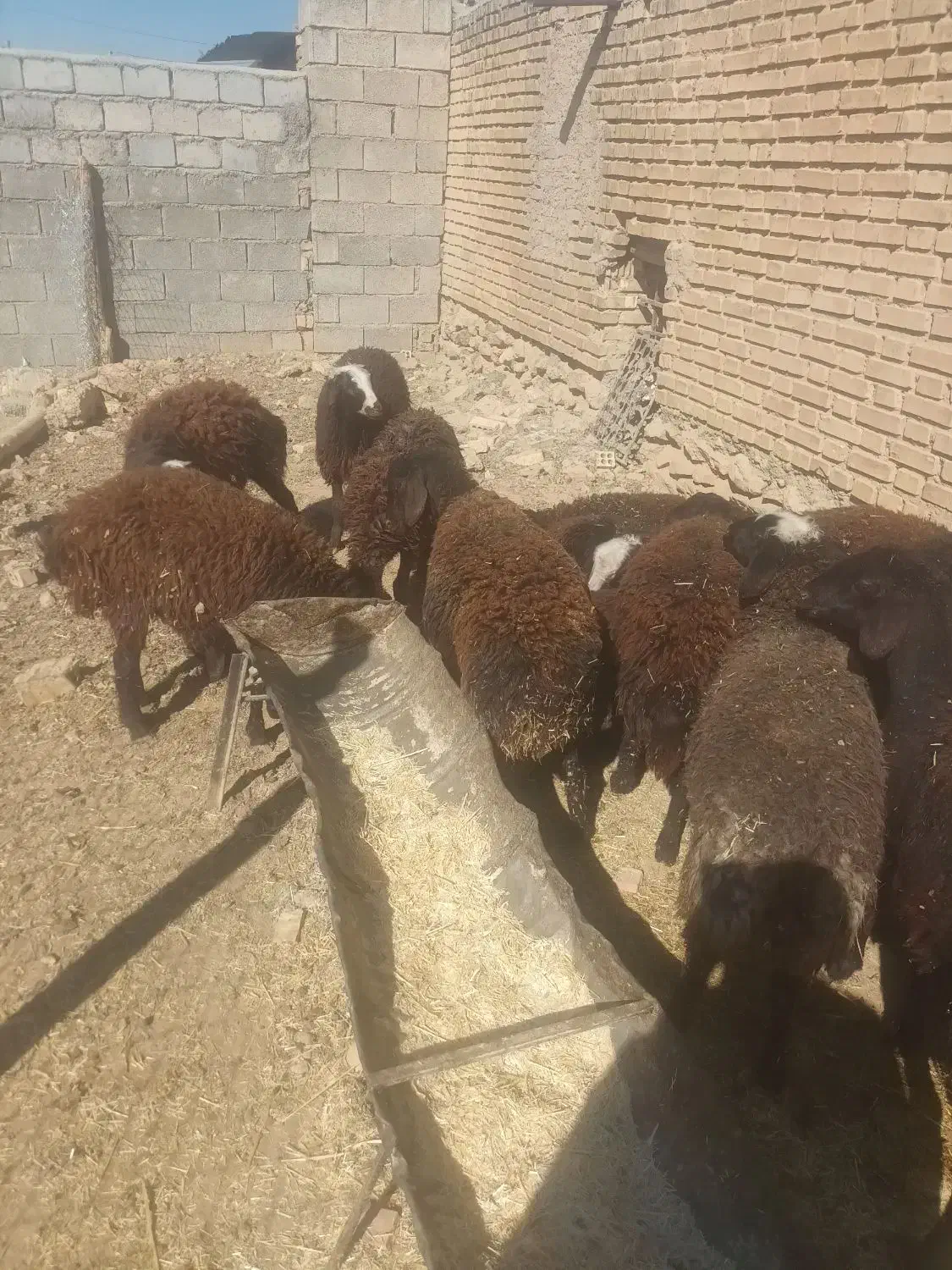 بره ماده لاقر باب پروار|حیوانات مزرعه|داران, |دیوار