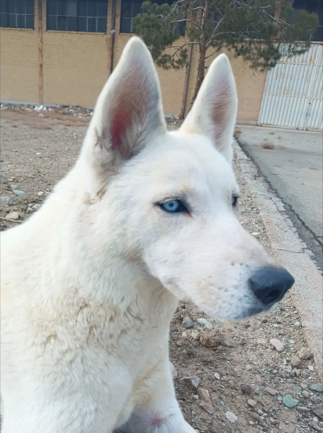 سگ هاسکی یخی|سگ|رباط‌کریم, رباط‌کریم|دیوار