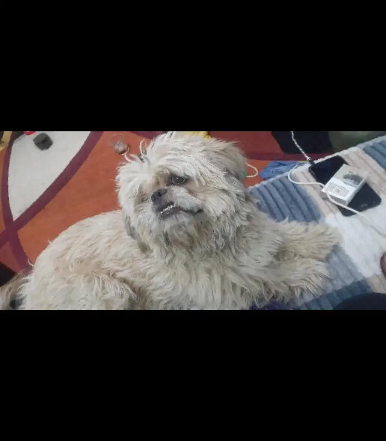 سگ شبتزو|سگ|سمنان, |دیوار