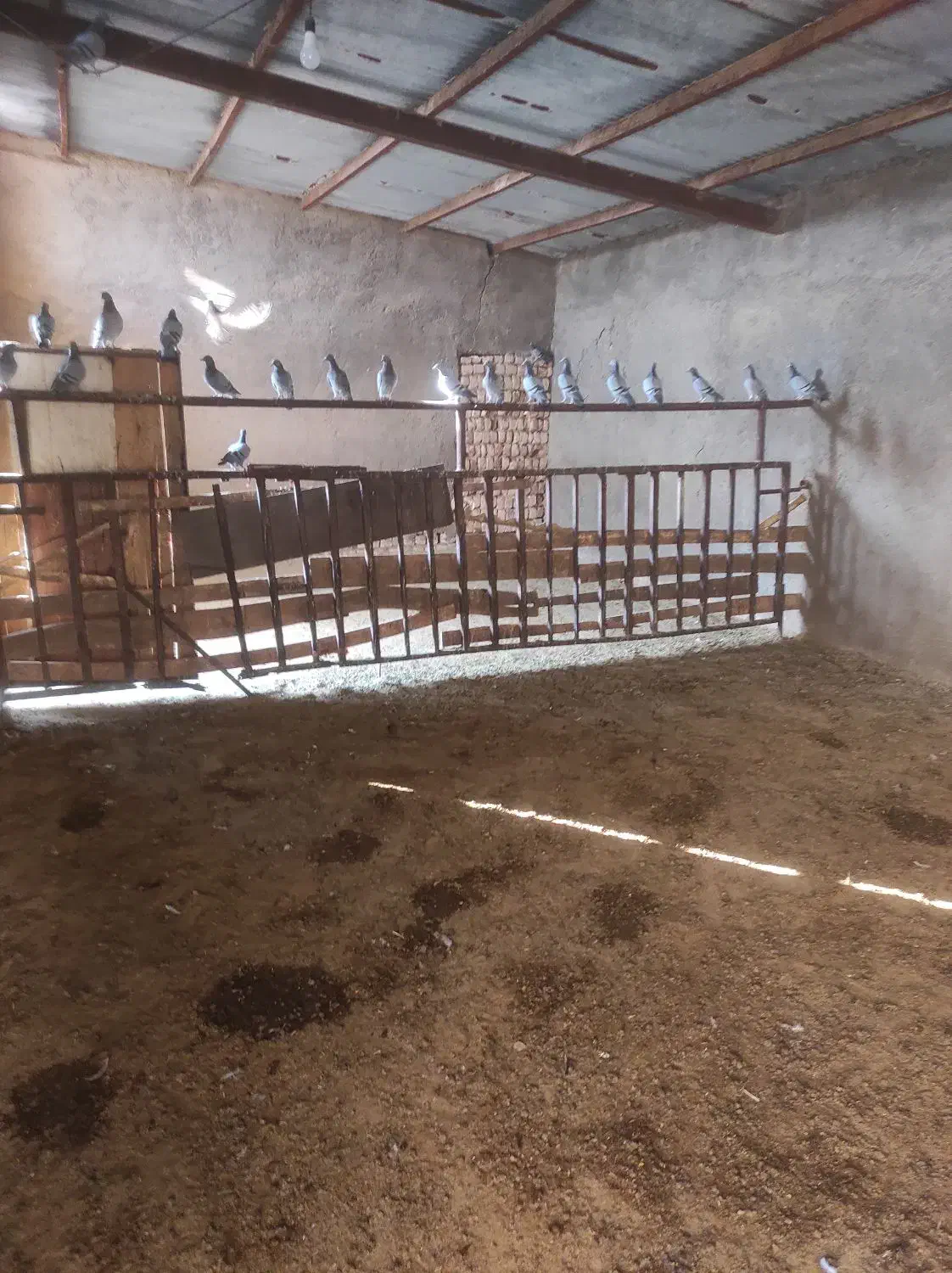 فروش کبوتر مسافتی|پرنده|ساوه, |دیوار