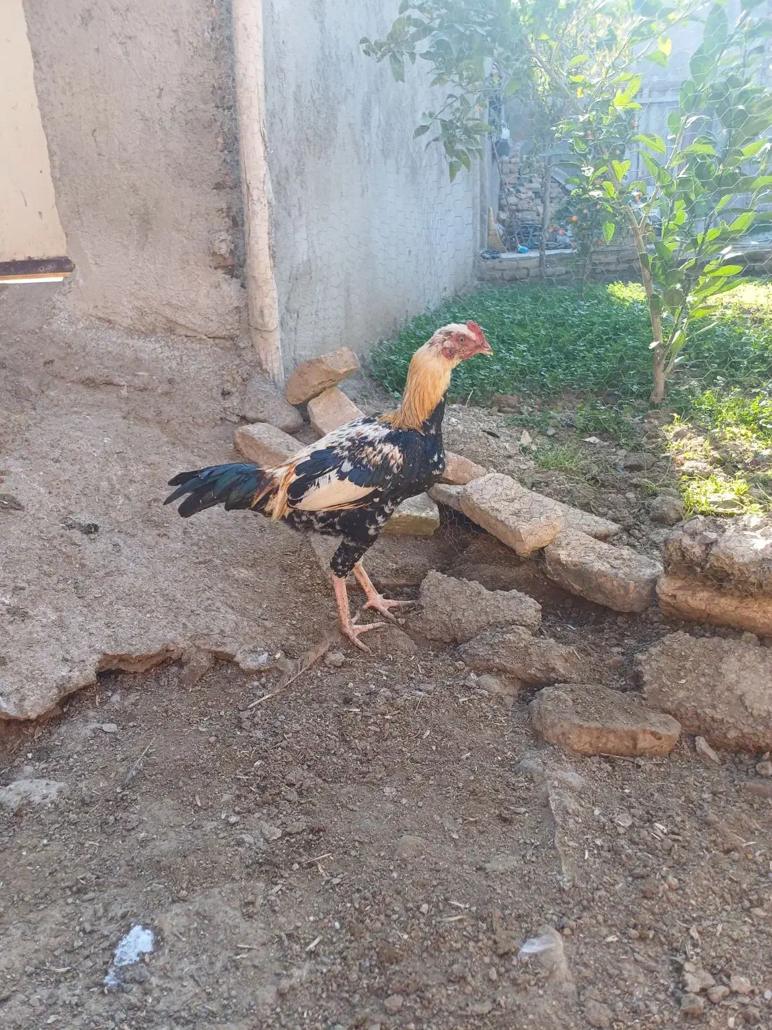 خروس دورگ|حیوانات مزرعه|سرخنکلاته, |دیوار