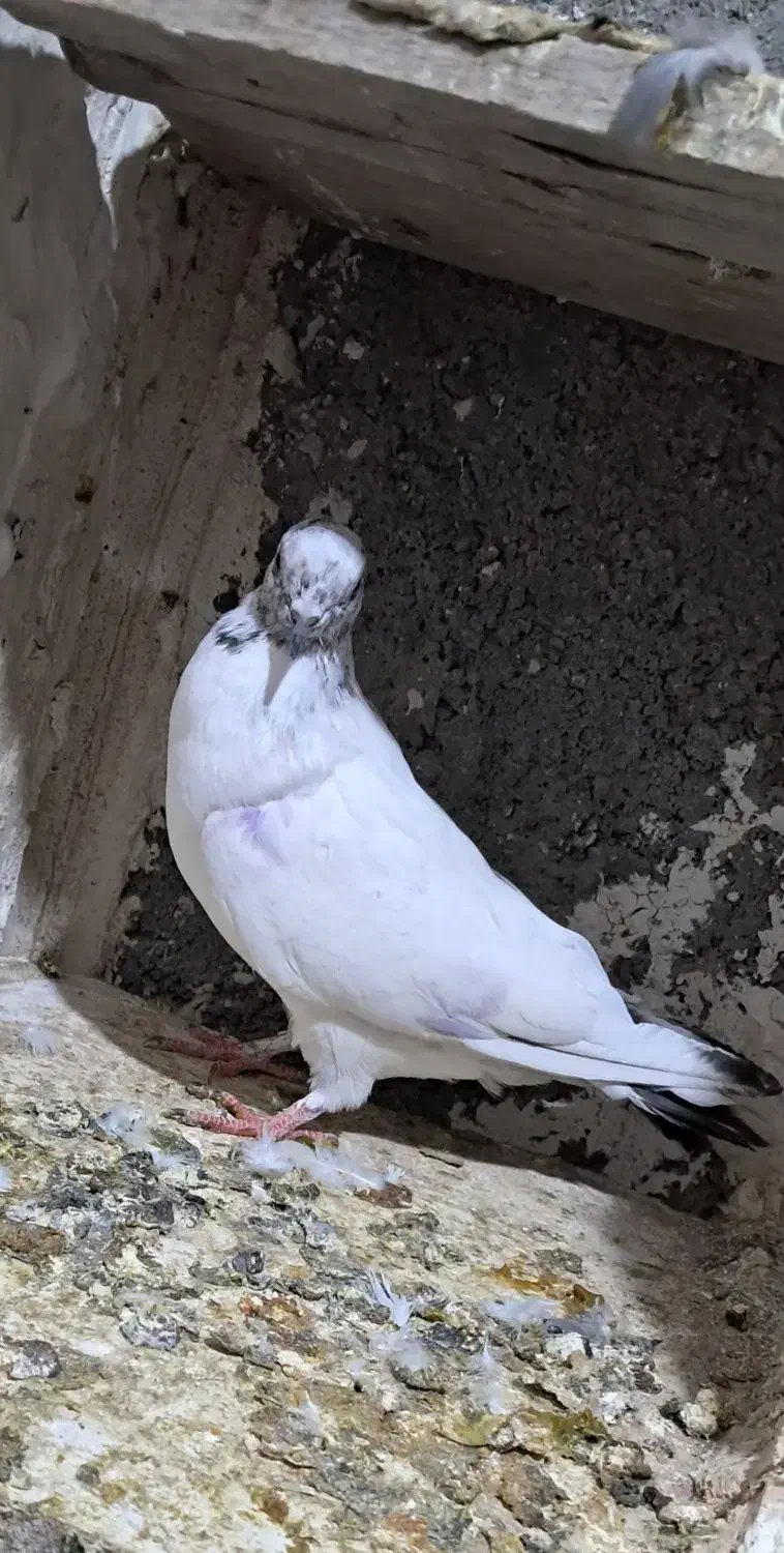 کبوتر|پرنده|اسلامآباد غرب, |دیوار