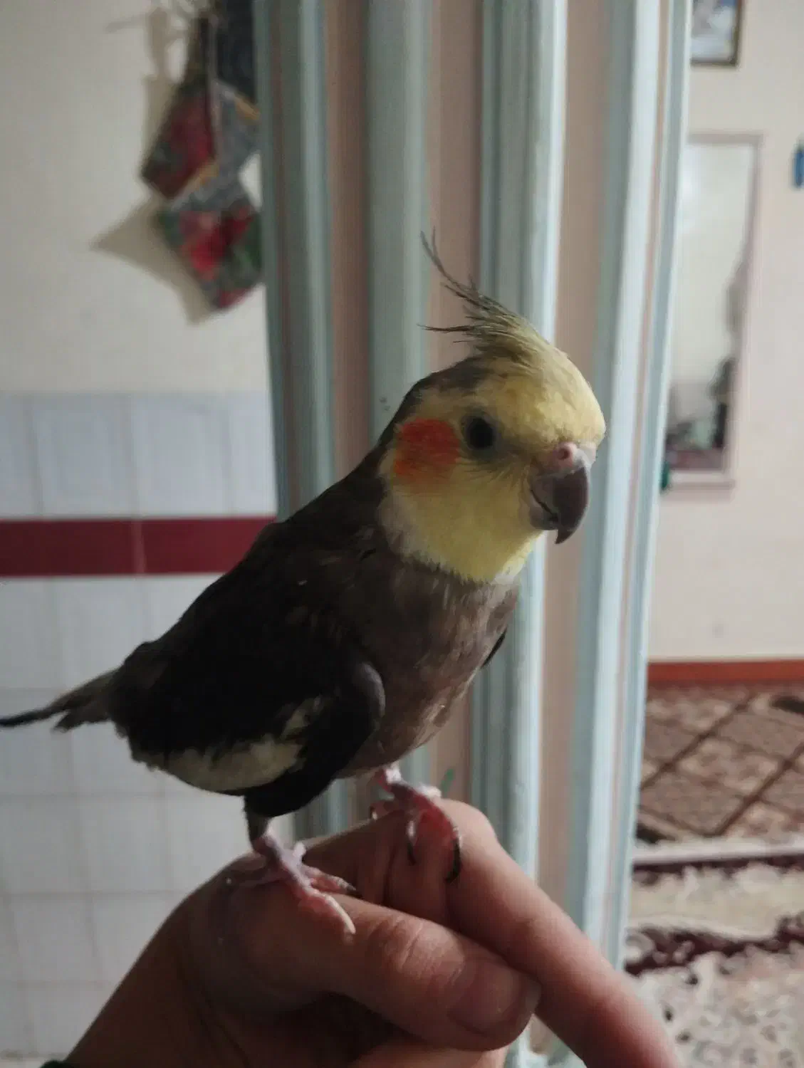 عروس هلندی سخنگو و آواز خوان|پرنده|نورآباد, |دیوار