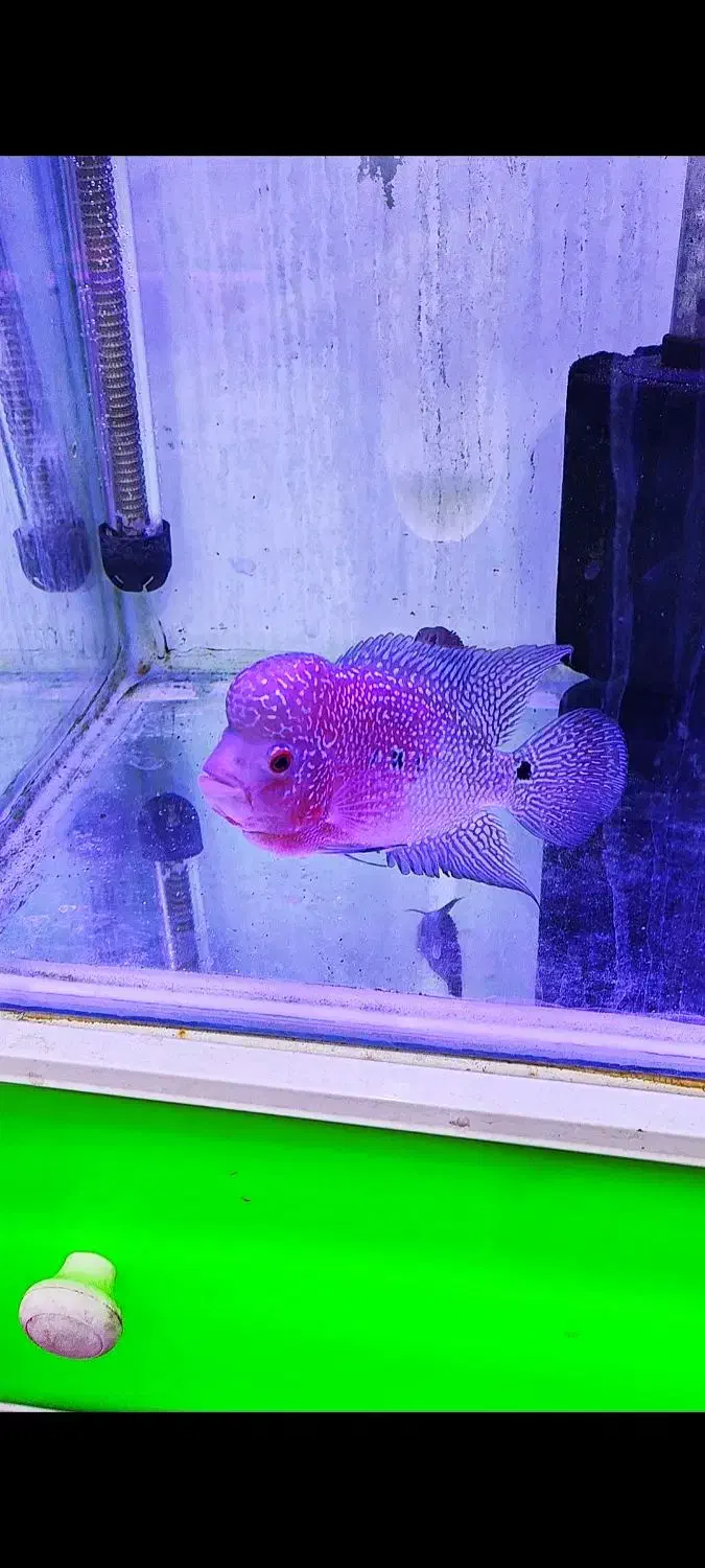 فلاور تایلندی جفت مولد و تک زیر قیمت همه جا|ماهی|نسیمشهر, |دیوار