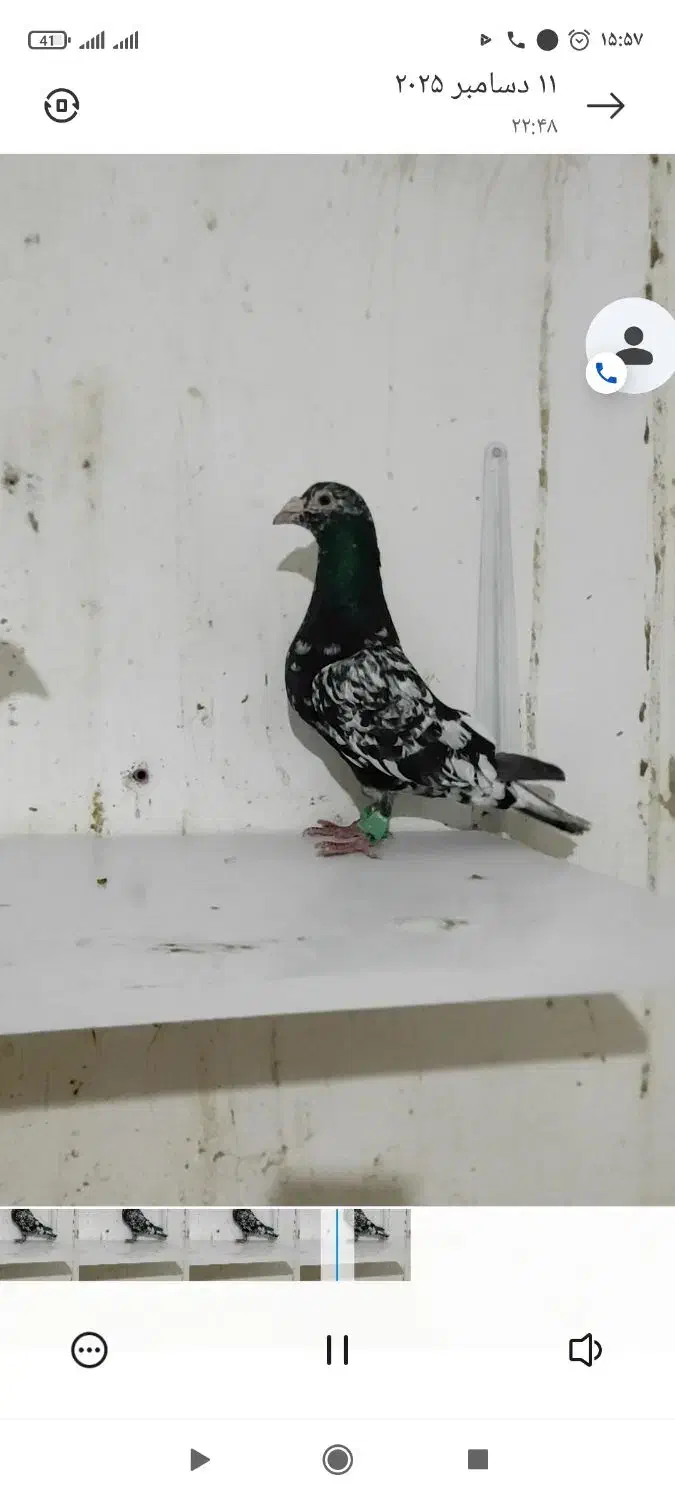 نروماده هفترنگ سرور لک دار|پرنده|فرح دشت, |دیوار