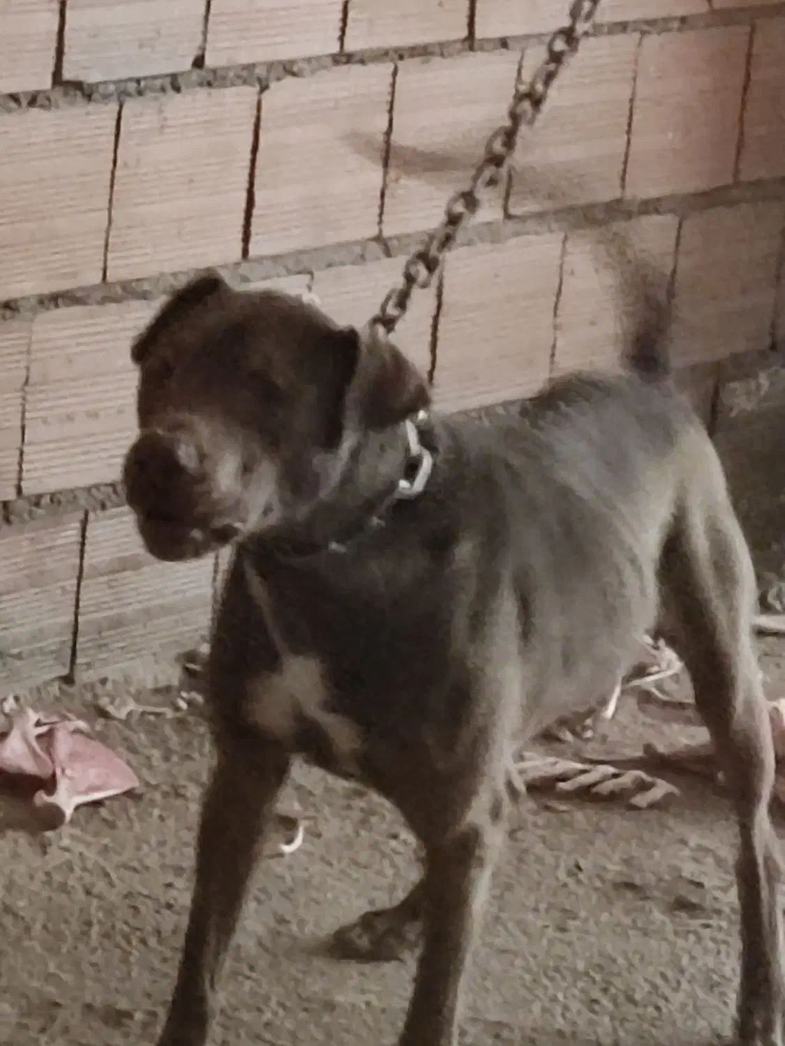 سگ پیتبول|سگ|گرگان, |دیوار