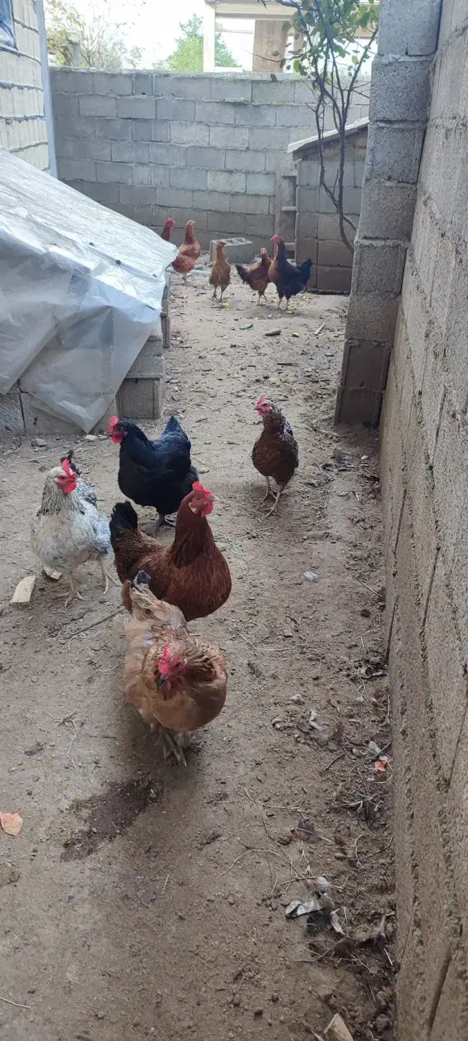 مرغ و خروس محلی بدون واکسن|حیوانات مزرعه|اسالم, |دیوار