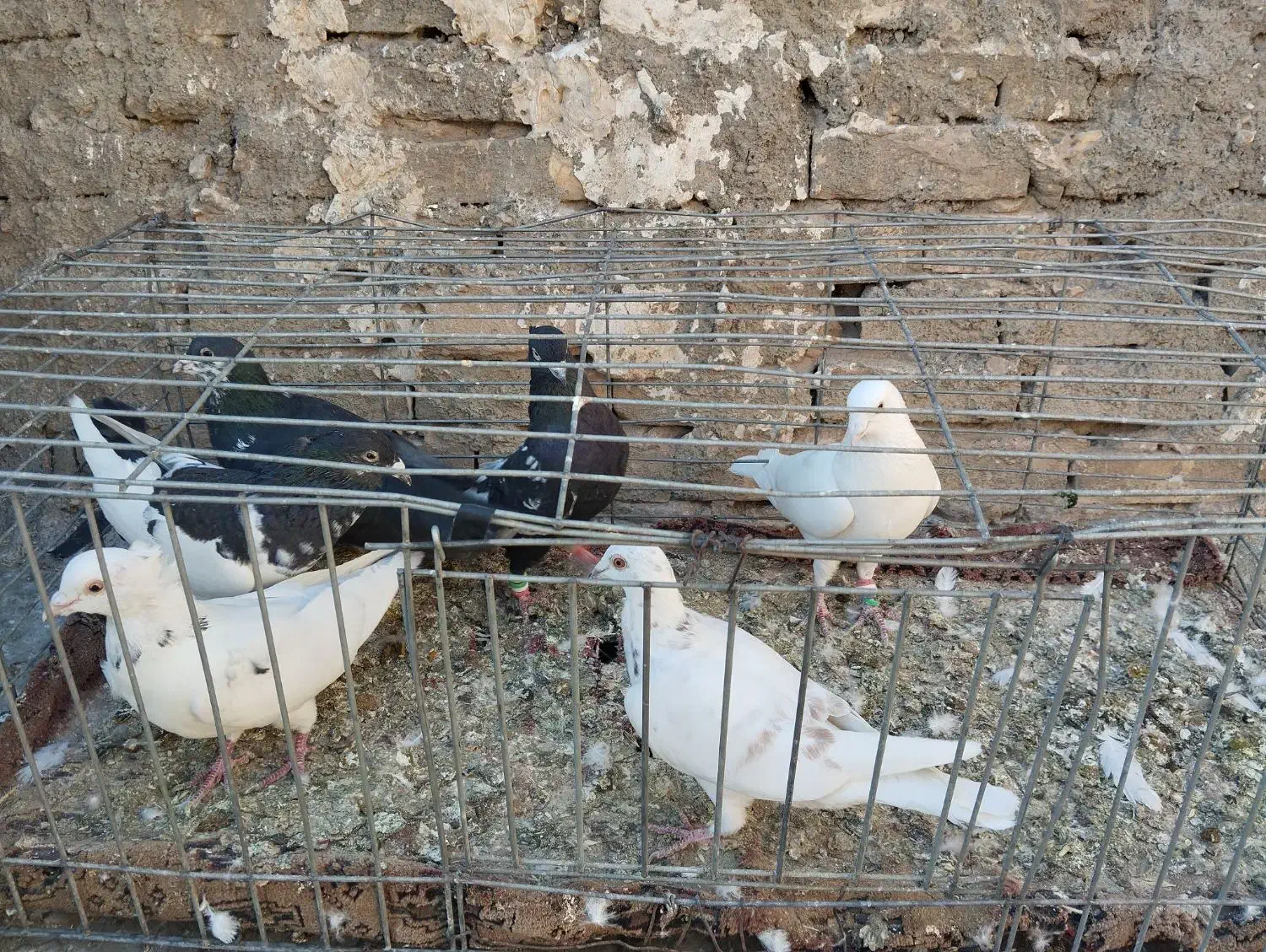 ۷تا حیون خوب نر دانه۳۵۰|پرنده|گلبهار, نوبهار|دیوار