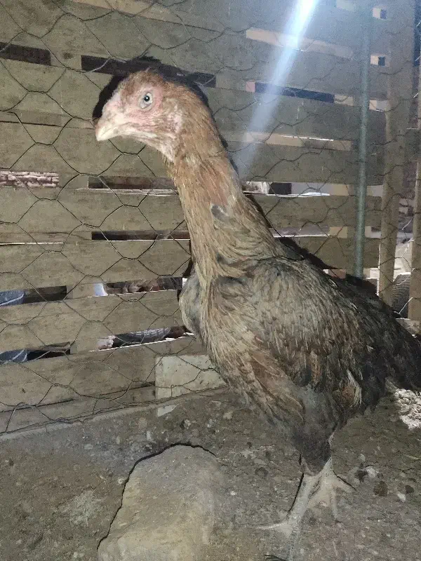 مرغ لاری اصیل|حیوانات مزرعه|خواف, |دیوار