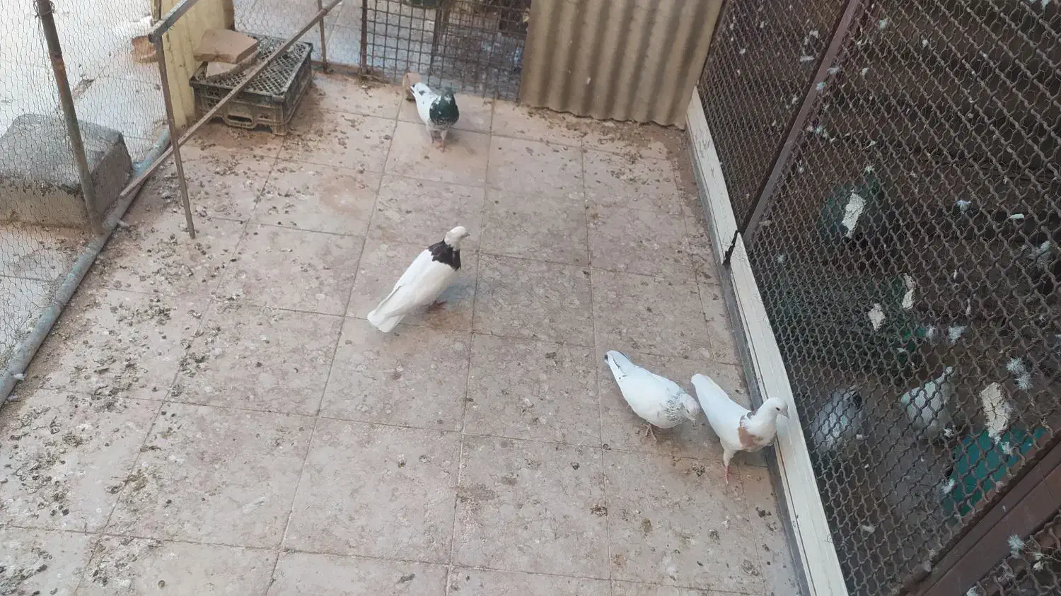 پرنده|پرنده|سمنان, |دیوار