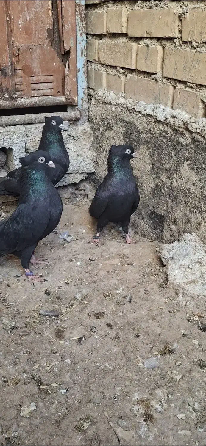 زاغ|پرنده|امیدیه, |دیوار