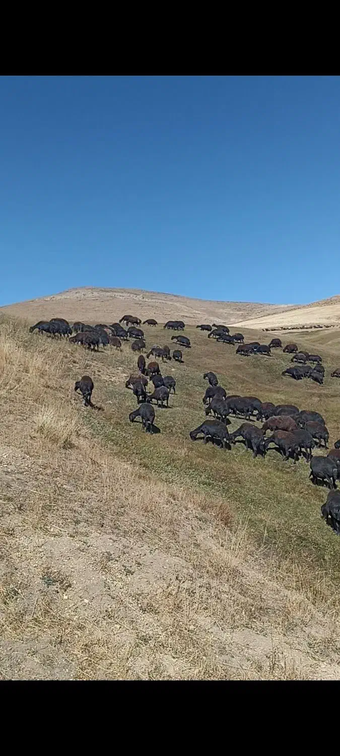 چت وتماس همیشه فعال است|حیوانات مزرعه|چاراویماق, |دیوار