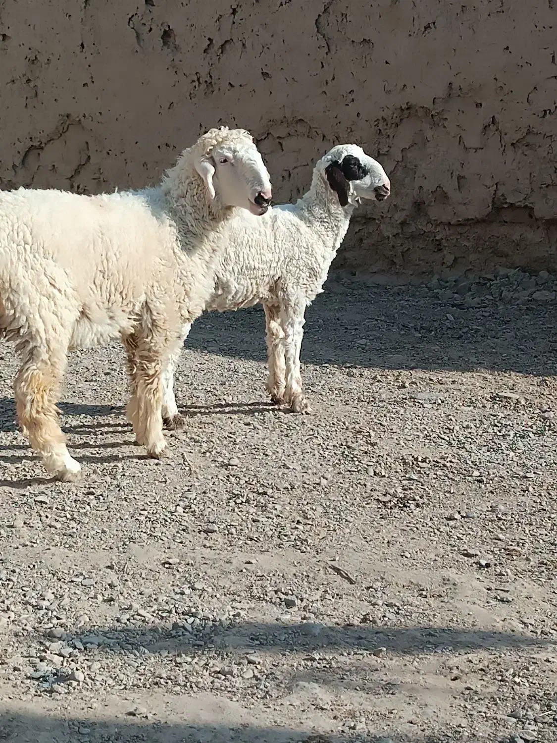 دوکابرپاکستانی و بره نر پلواری|حیوانات مزرعه|زابل, |دیوار
