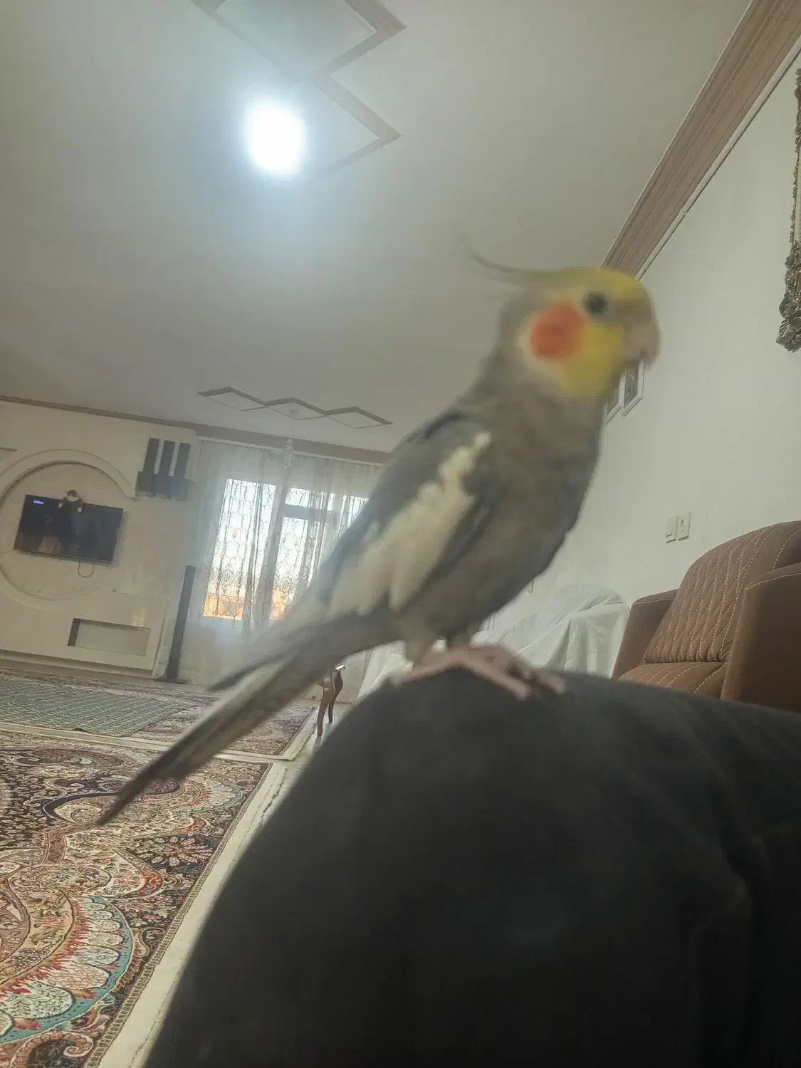 عروس هلندی|پرنده|رضویه, |دیوار