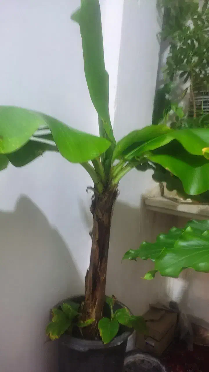 گل و گیاه|گل و گیاه طبیعی|قم, باجک یک|دیوار