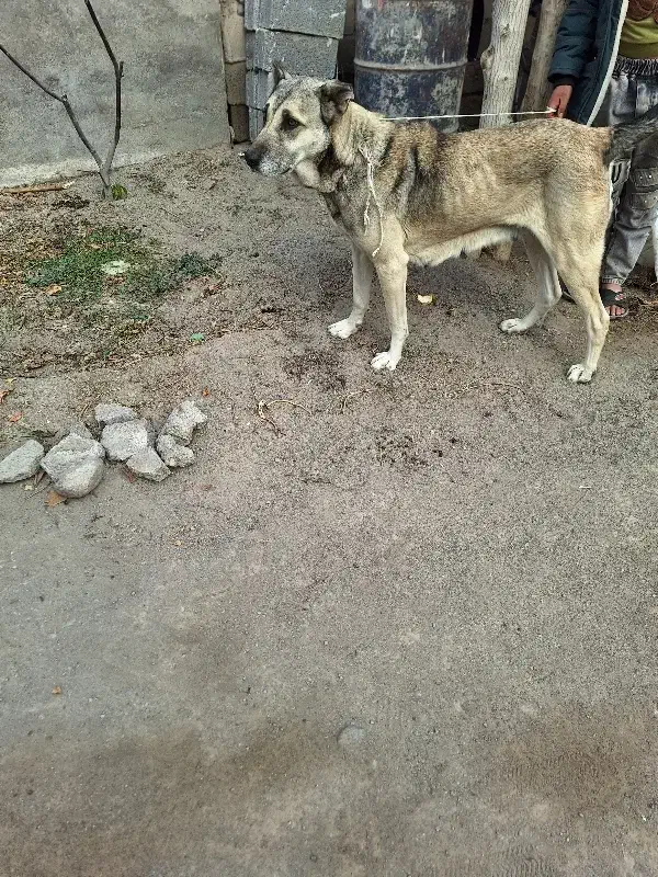 سگ ماده|سگ|مشگین شهر, |دیوار