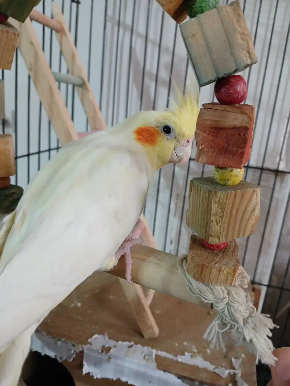 عروس هلندی ماده معاوضه با نر|پرنده|شهریار, دهشاد بالا|دیوار