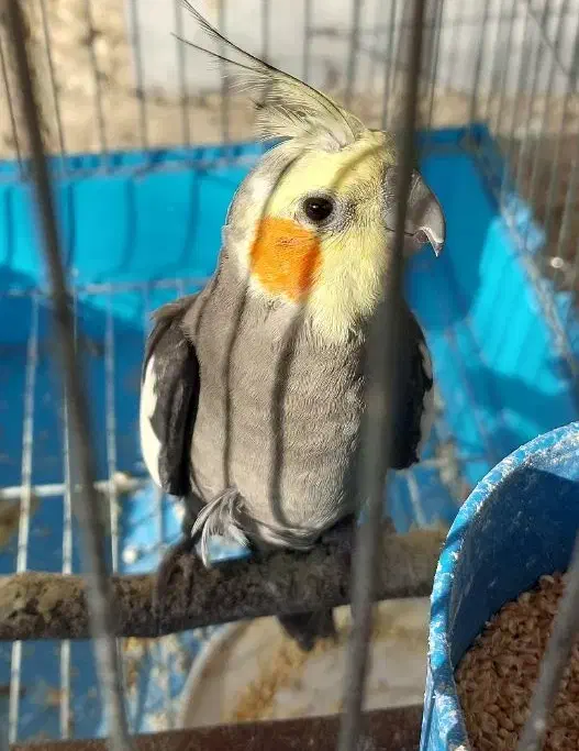 عروس هلندی|پرنده|فولادشهر, A4|دیوار