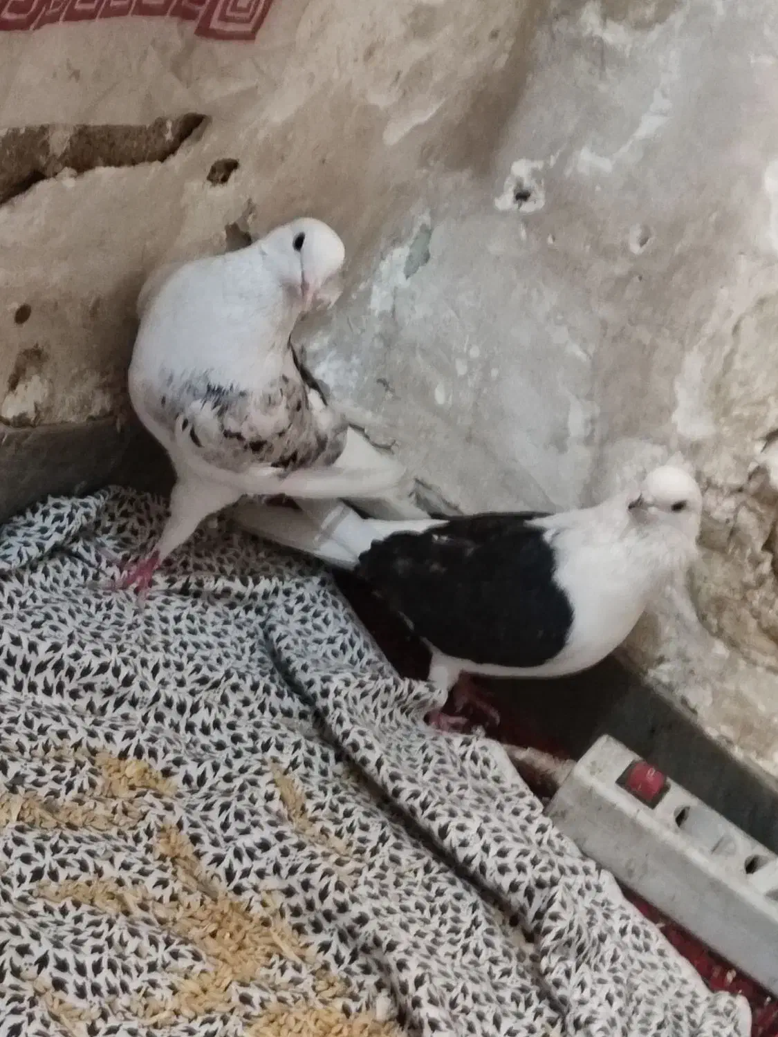 کبوتر دوکت|پرنده|اهواز, شهدای انتظامی|دیوار