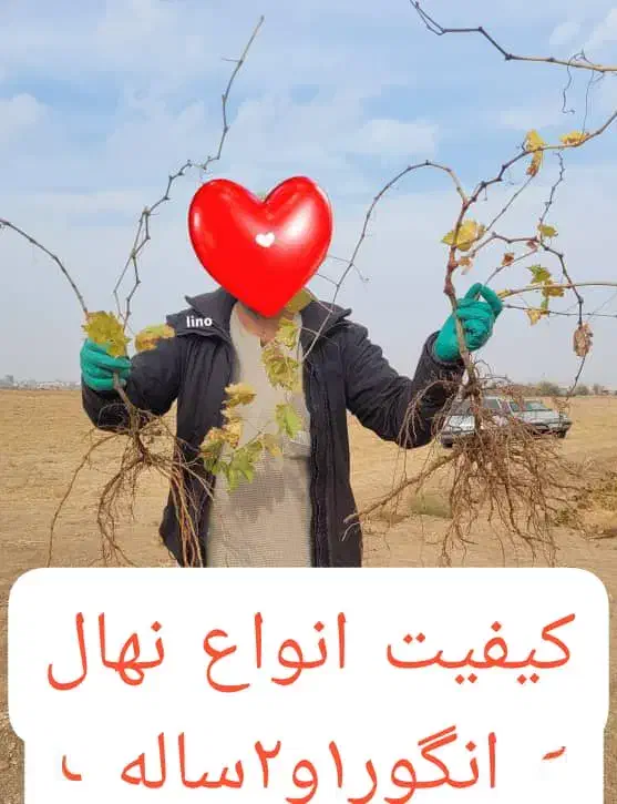 نهال|گل و گیاه طبیعی|رامند, |دیوار