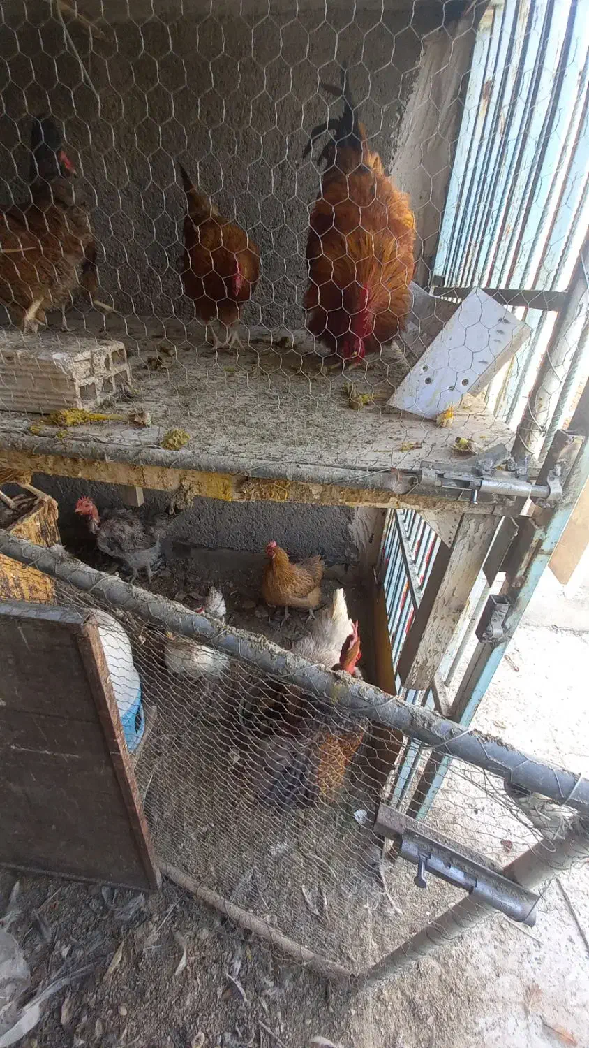 مرغ و خروس|حیوانات مزرعه|قم, وادی السلام|دیوار