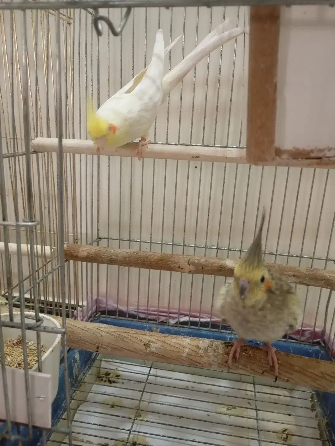 یک جفت عروس هلندی مولد جوجه بده|پرنده|تهران, یافت‌آباد|دیوار