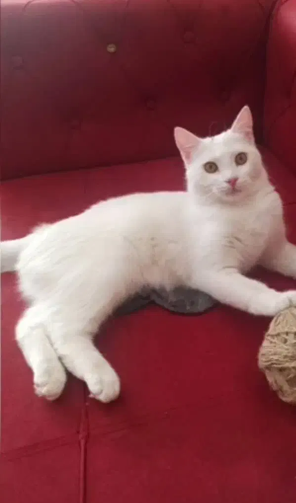 پرشین کلاسیک با سابقه زایمان موفق|گربه|تبریز, |دیوار