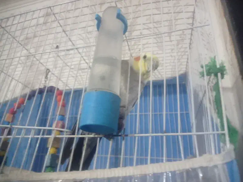 عروس هلندی نرسخنگو|پرنده|سبزوار, قصبه شرقی|دیوار