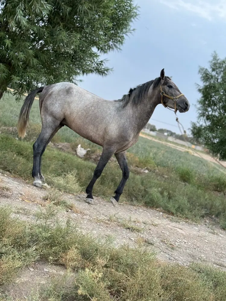 اسب|اسب و تجهیزات اسب‌سواری|جوادآباد, |دیوار