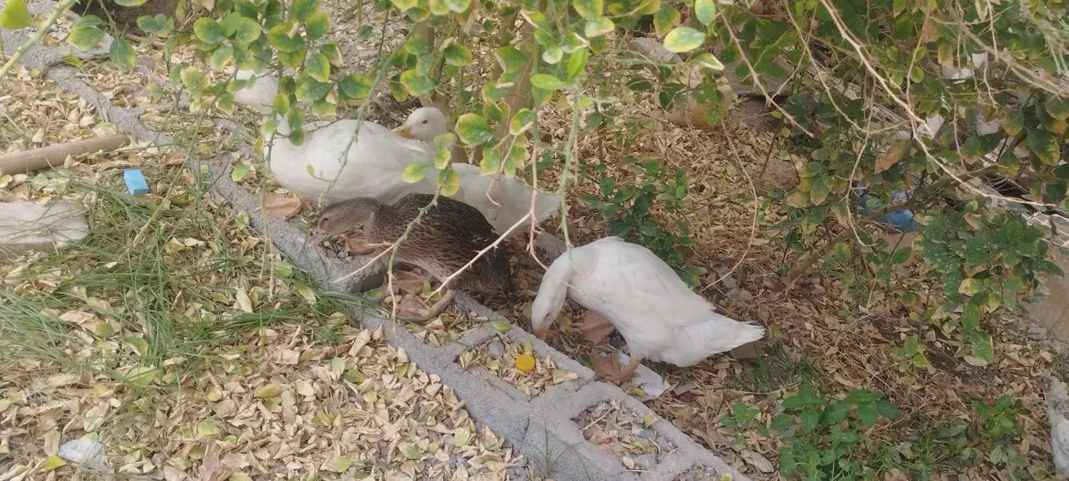 فروش اردک|پرنده|ایرانشهر, |دیوار