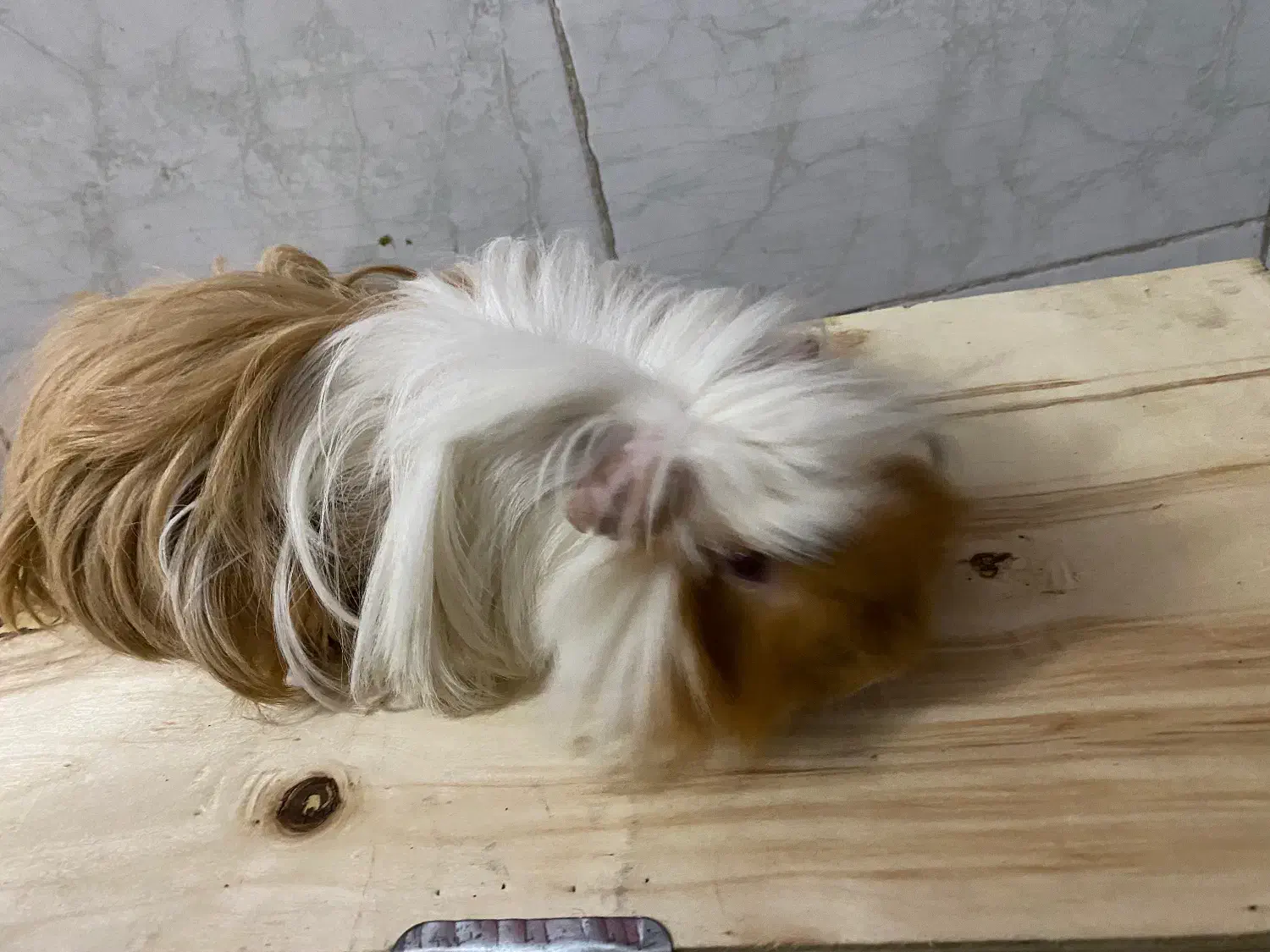 خوکچه‌هندی‌مو‌بلند|موش و خرگوش|آفتاب, |دیوار