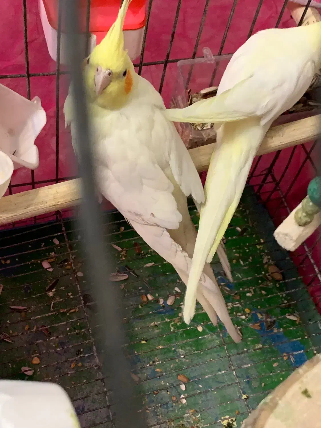 عروس هلندی مولد سالم لوتینو با قفس بزرگ|پرنده|اسلامشهر, شهرک سعیدیه|دیوار