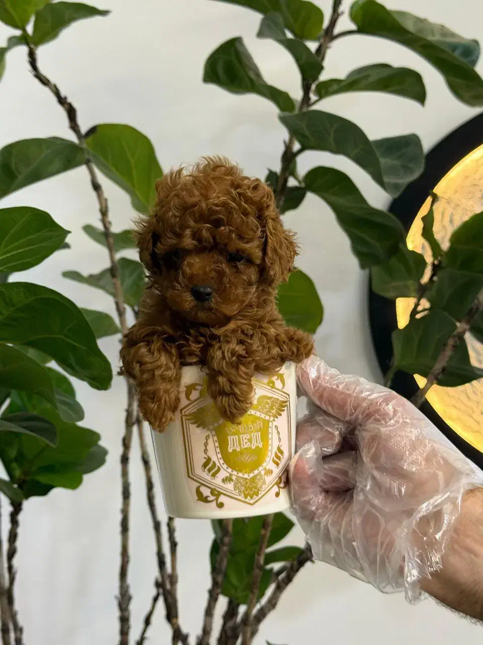 سگ توله پودل تاینی پودل دارک رد ۸۰ روز|سگ|تهران, ایوانک|دیوار