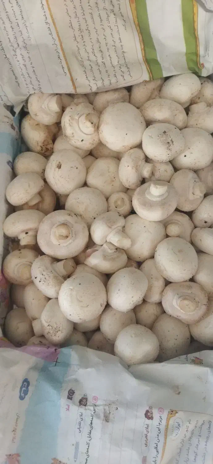 قارچ عمده|خوردنی و آشامیدنی|اردکان, |دیوار