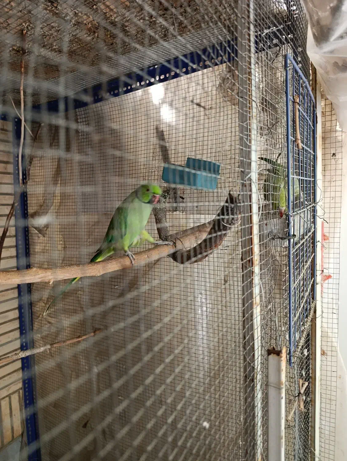 جفت ملنگو نر و ماده|پرنده|اصفهان, جلالیه|دیوار