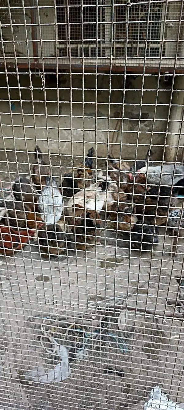 مرغ و خروس|حیوانات مزرعه|مشهد, ایثار|دیوار