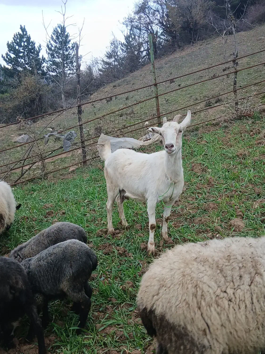 بز سانن|حیوانات مزرعه|رامیان, |دیوار