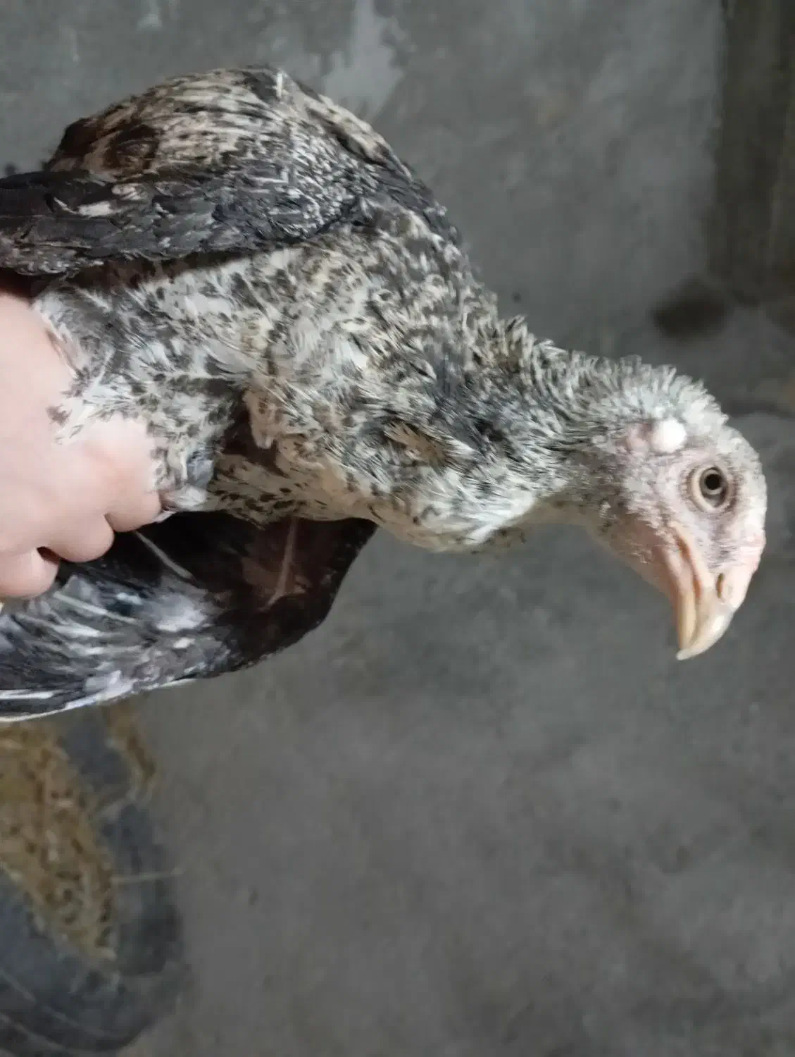 مرغ و خروس همه نوع|حیوانات مزرعه|اسالم, |دیوار