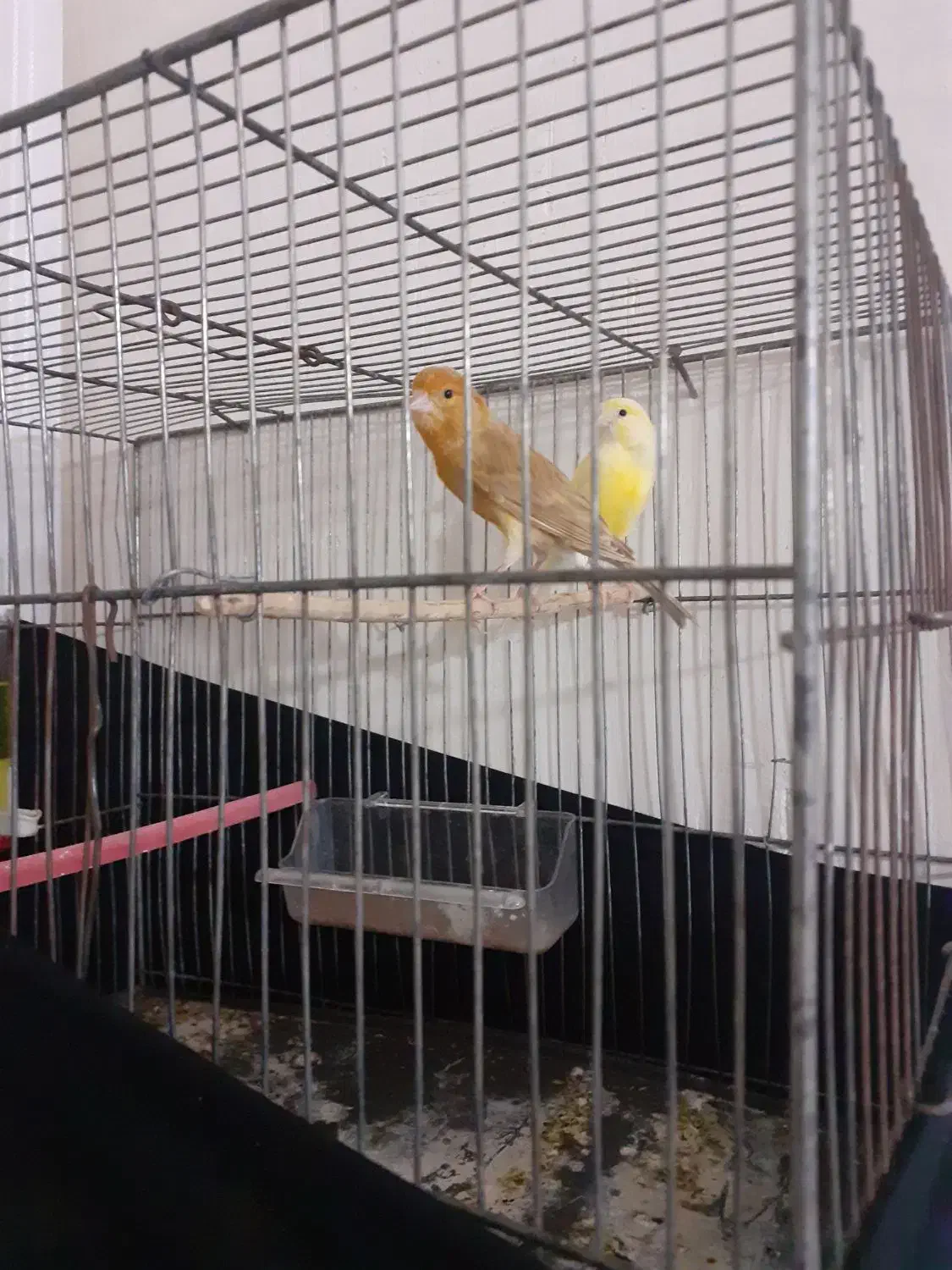 پیراهن|لباس|نورآباد ممسنی, |دیوار